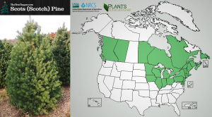 christmas tree scent tiYj